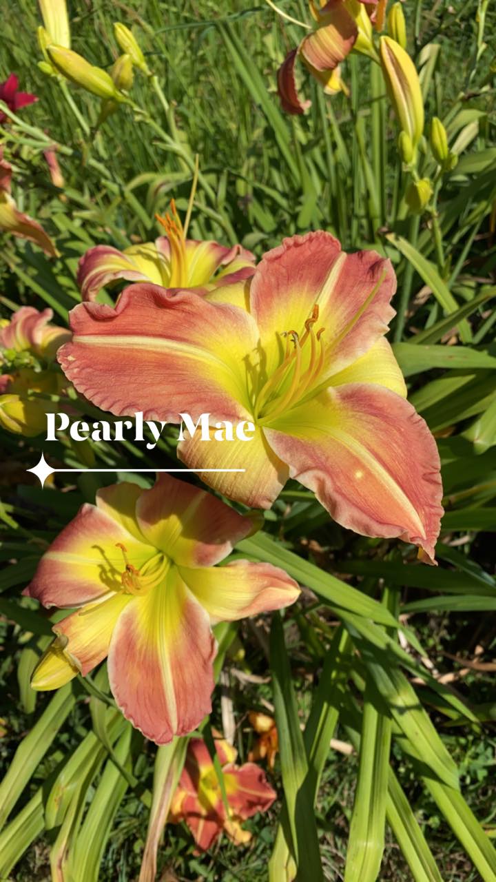 Pearly Mae Daylily Perennial Plant