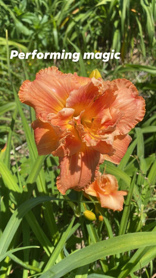 Performing Magic Daylily Perennial Plant