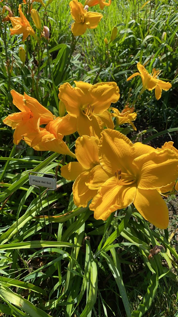 Plaza Del Sol Daylily Perennial Plant