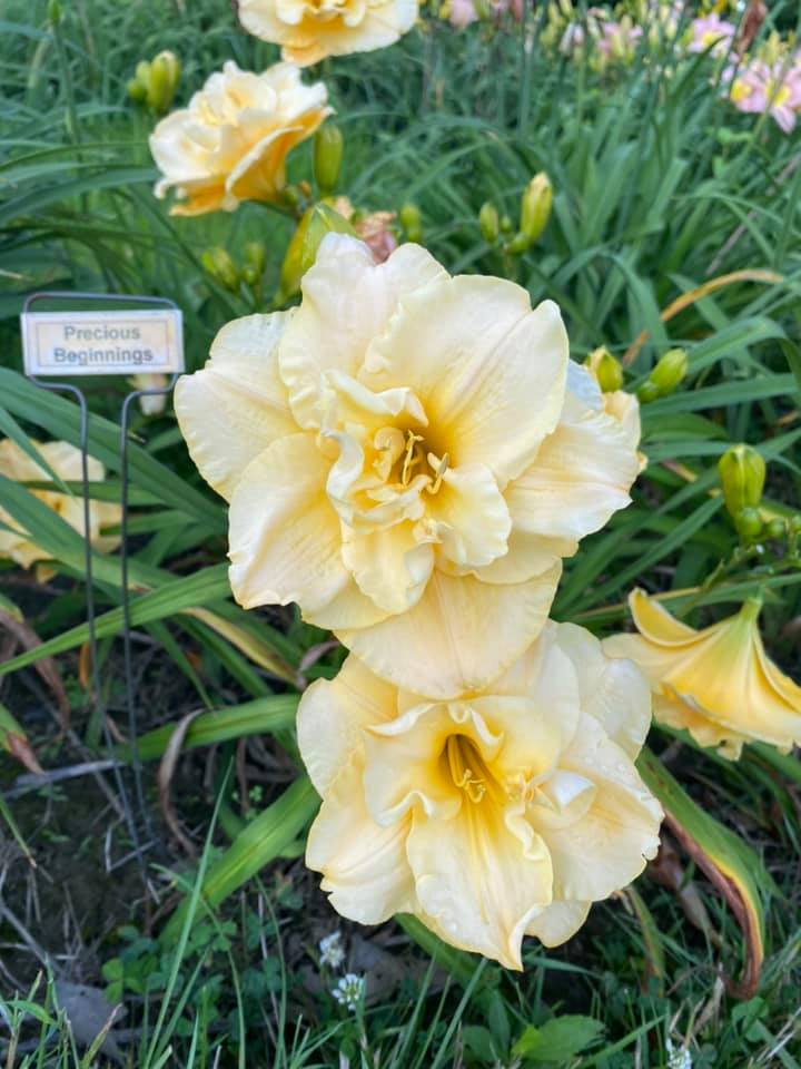 Precious Beginnings Daylily Perennial Plant