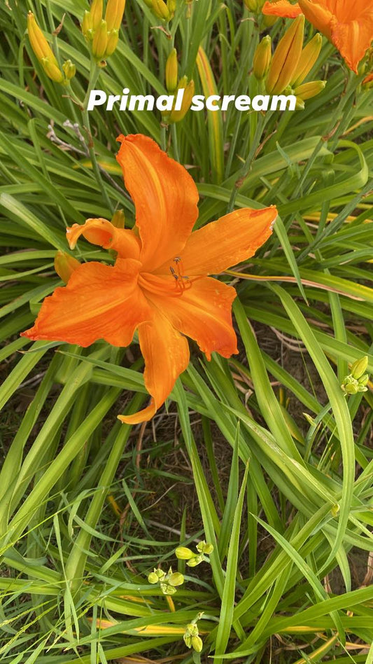 Primal Scream Daylily Perennial Plant