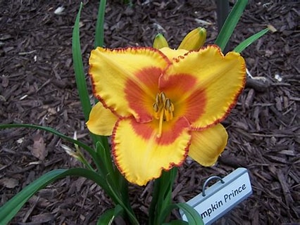 Pumpkin Prince Daylily Perennial Plant