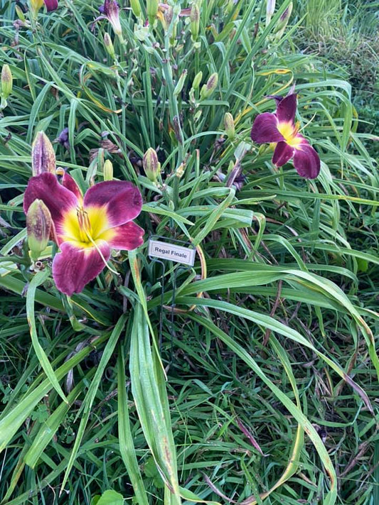 Regal Finale Perennial Daylily Plant