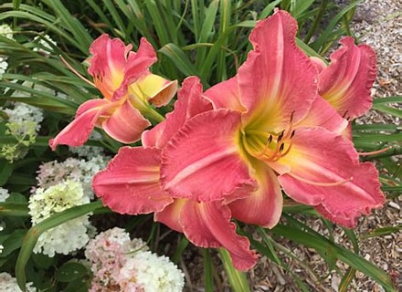 Rock Lobster Daylily Perennial Plant