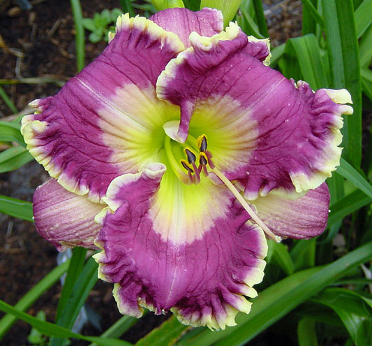 Rock of Salvation Daylily Perennial Plant