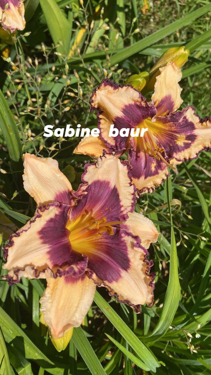 Sabine Baur Daylily Perennial Plant