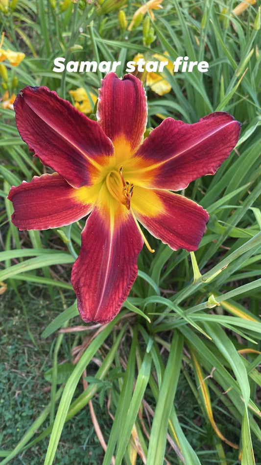 Samar Star Fire Daylily Perennial Plant