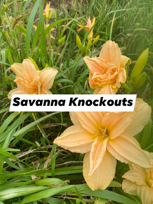 Savannah Knockout Daylily Perennial Plant