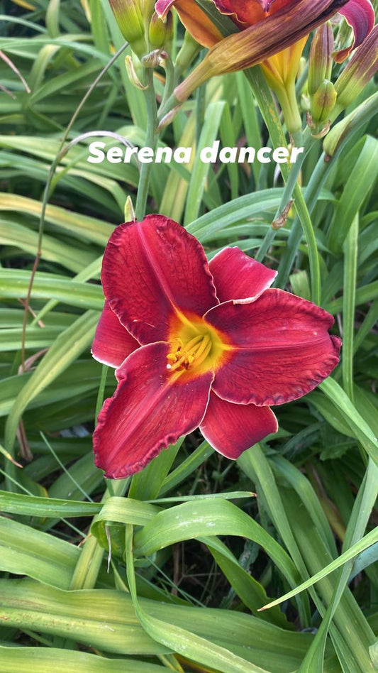 Serena Dancer Daylily Perennial Plant