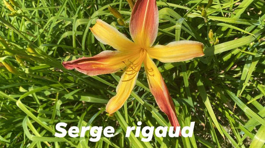 Serge Rigaud Perennial Daylily Plant