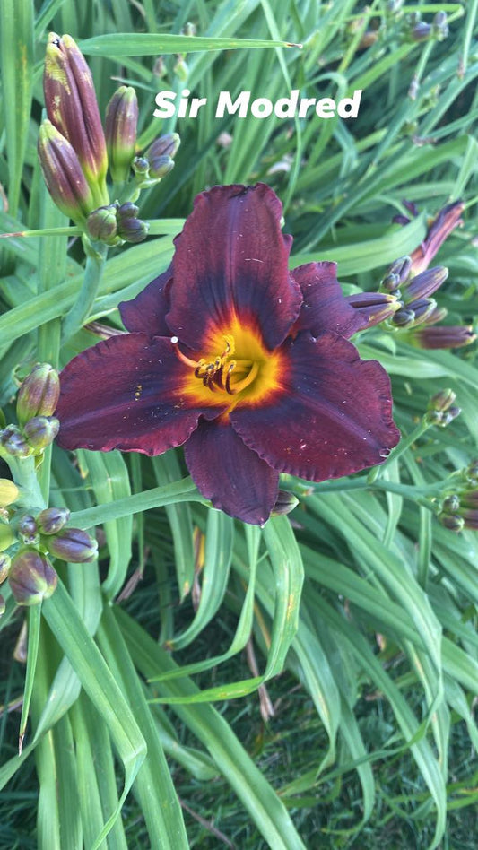 Sir Modred Daylily Perennial Plant