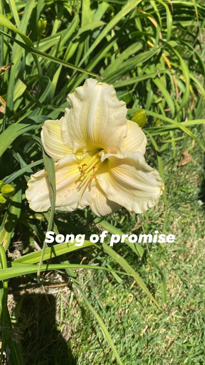 Song of Promise Daylily Perennial Plant