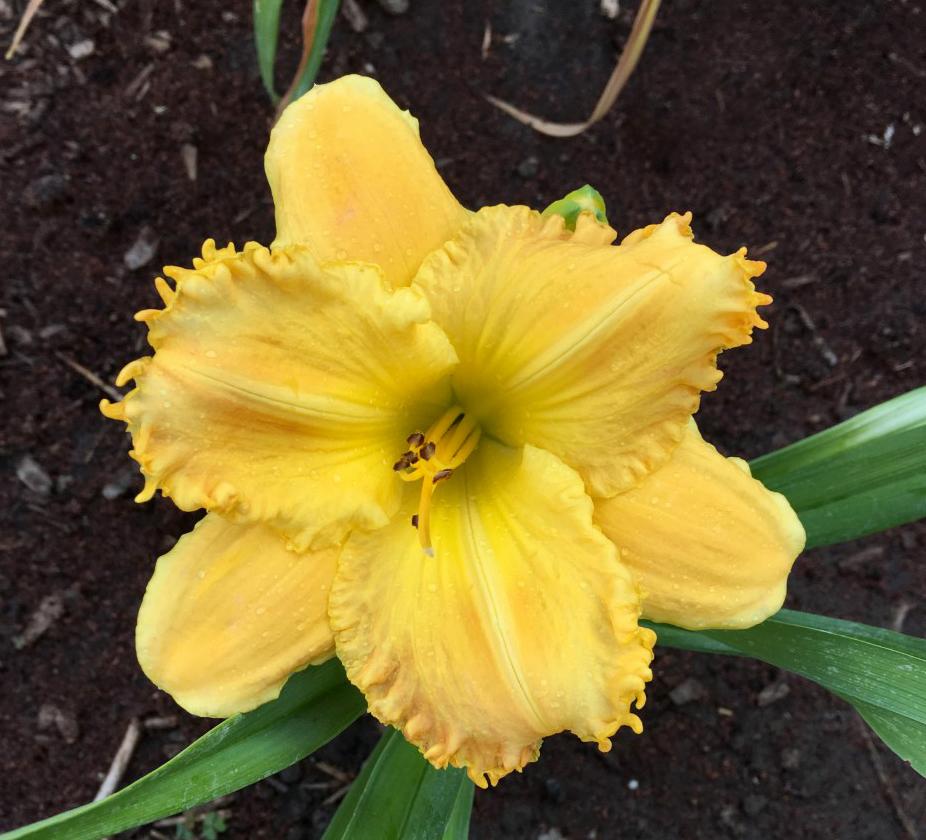 Speculator Daylily Perennial Plant