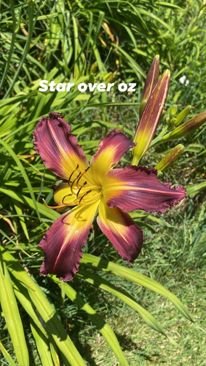 Star Over Oz Daylily Perennial Plant