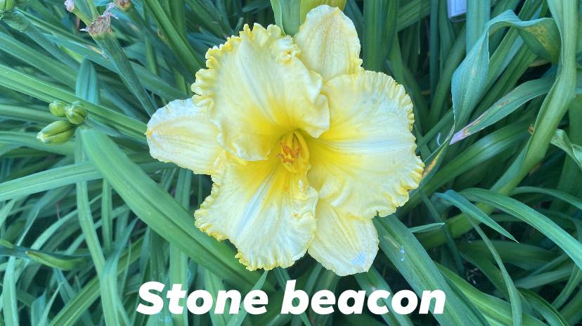 Stone Beacon Daylily Perennial Plant