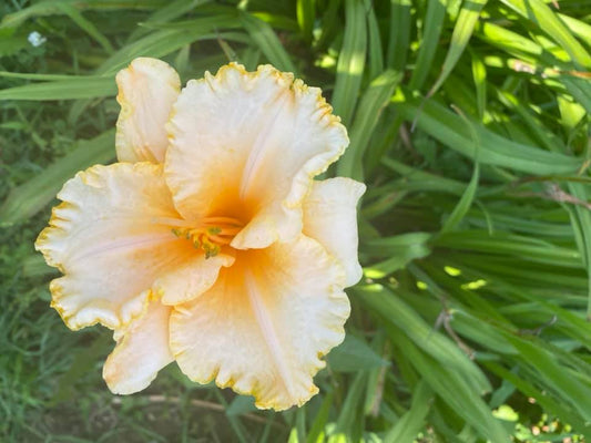 Summer Hymns Daylily Perennial Plant