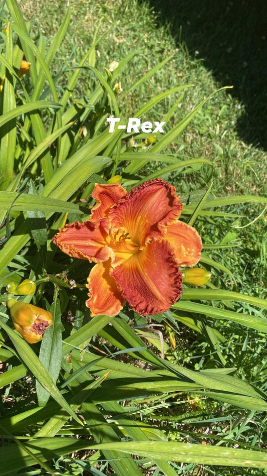 T-Rex Daylily Perennial Plant