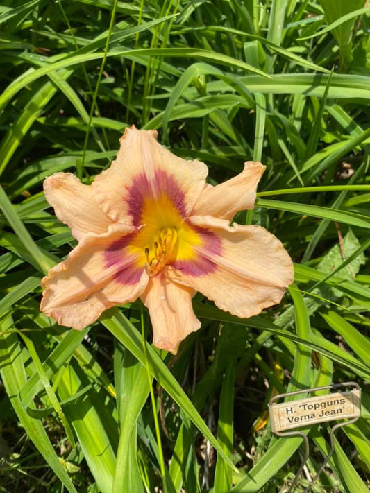 Top guns Verna Jean Daylily Perennial Plant