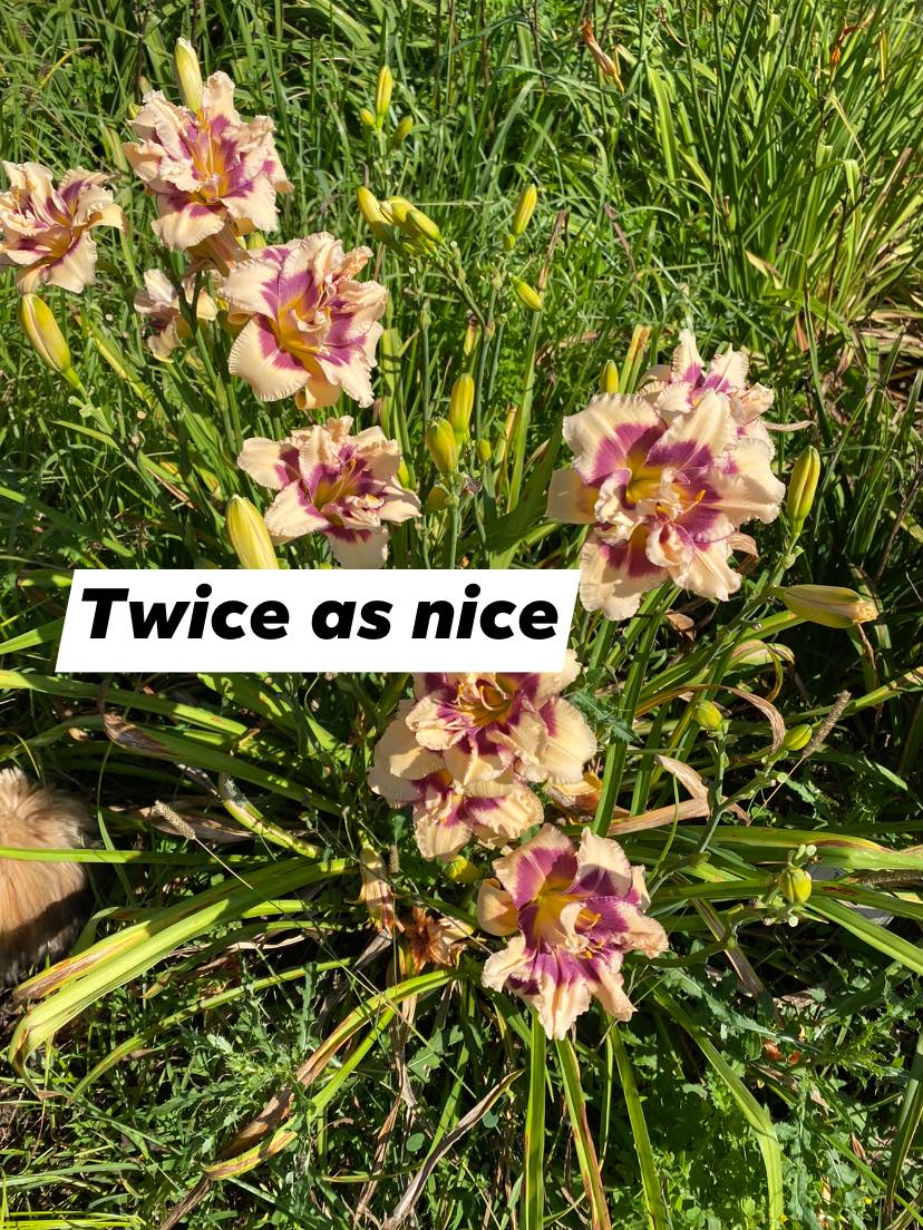 Twice as Nice Daylily Perennial Plant