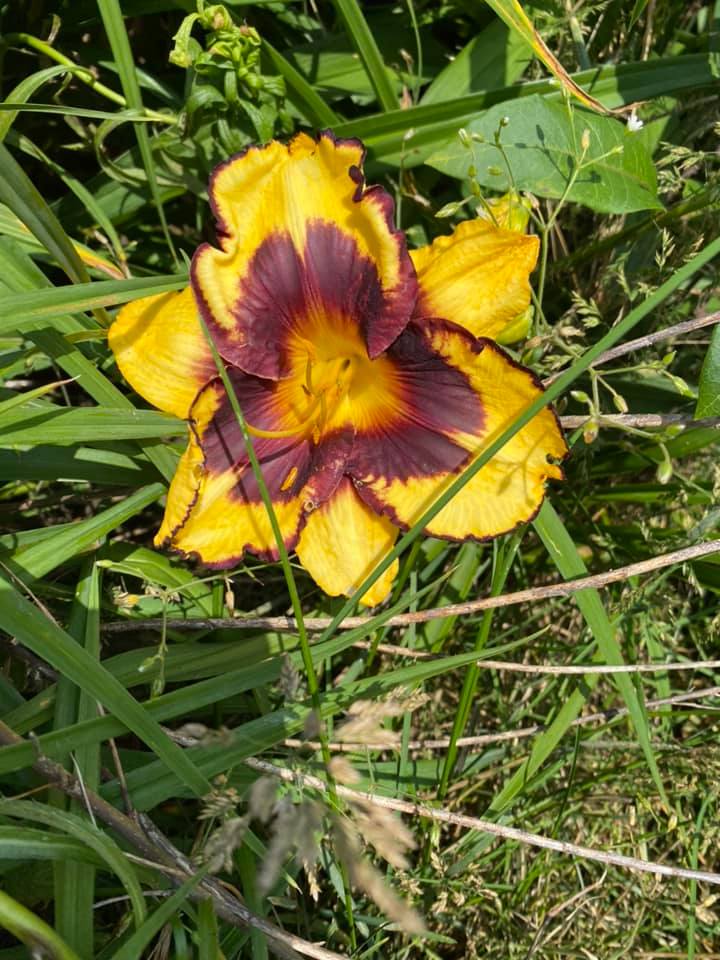 Two Part Harmony Daylily Perennial Plant