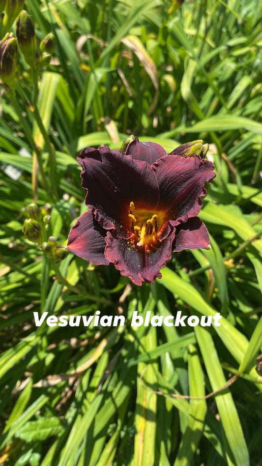 Vesuvian Blackout Daylily Perennial Plant