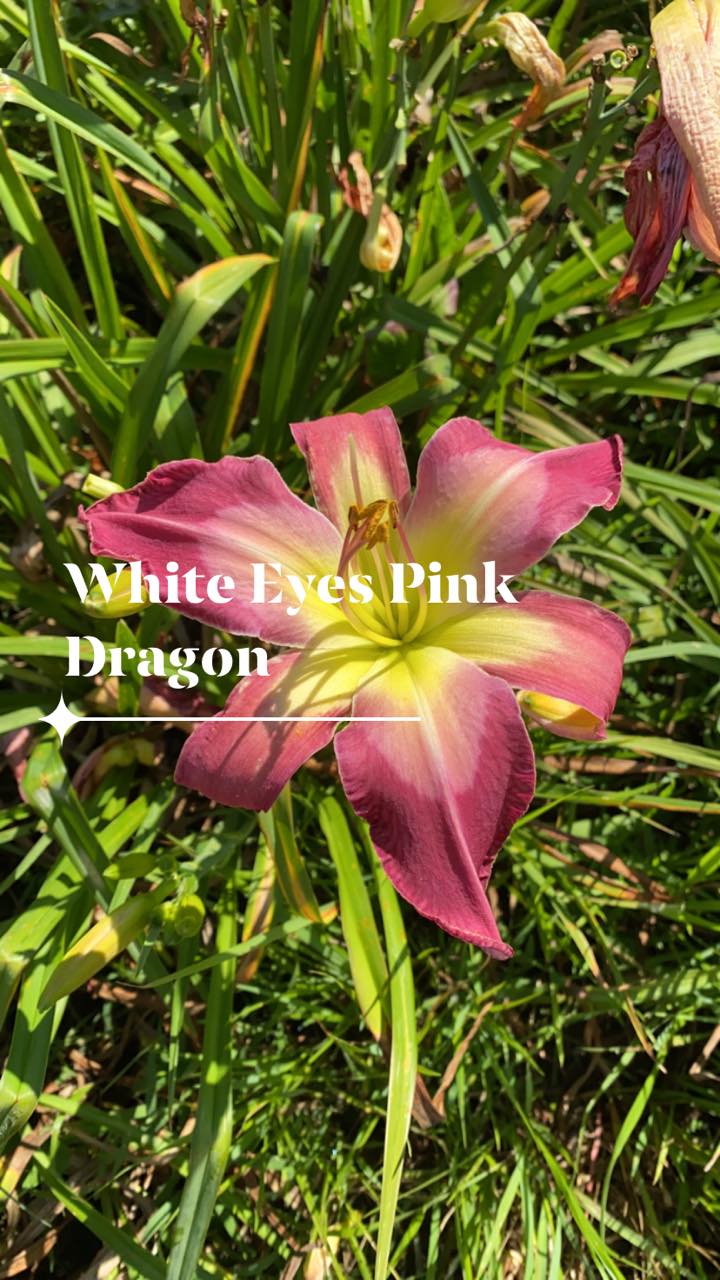 White Eyes Pink Dragon Daylily Perennial Plant