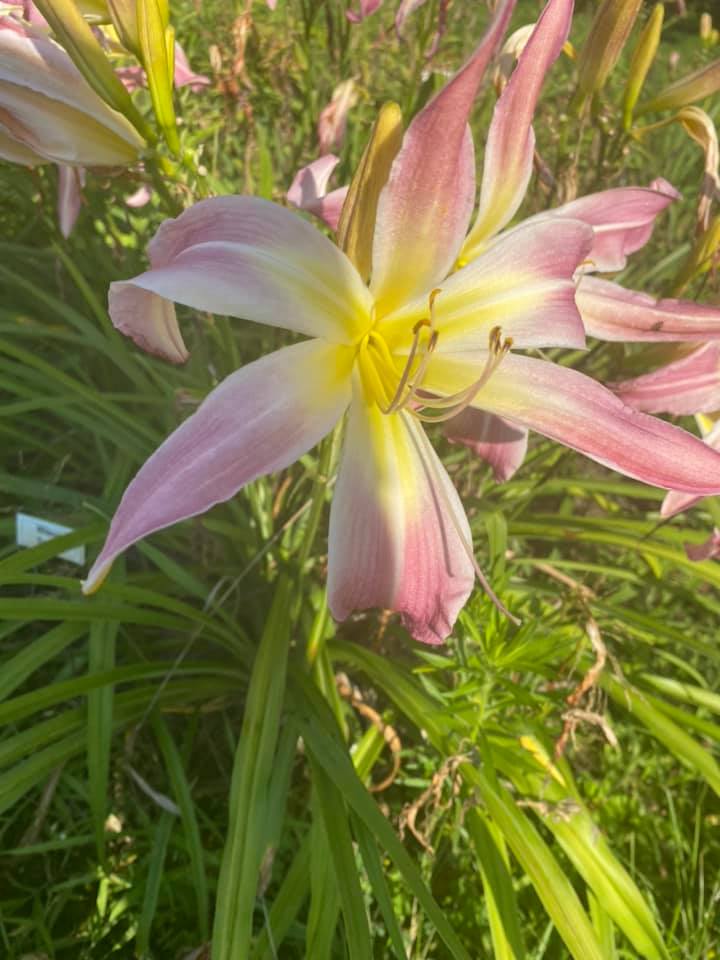 Wilson Spider Daylily Perennial Plant