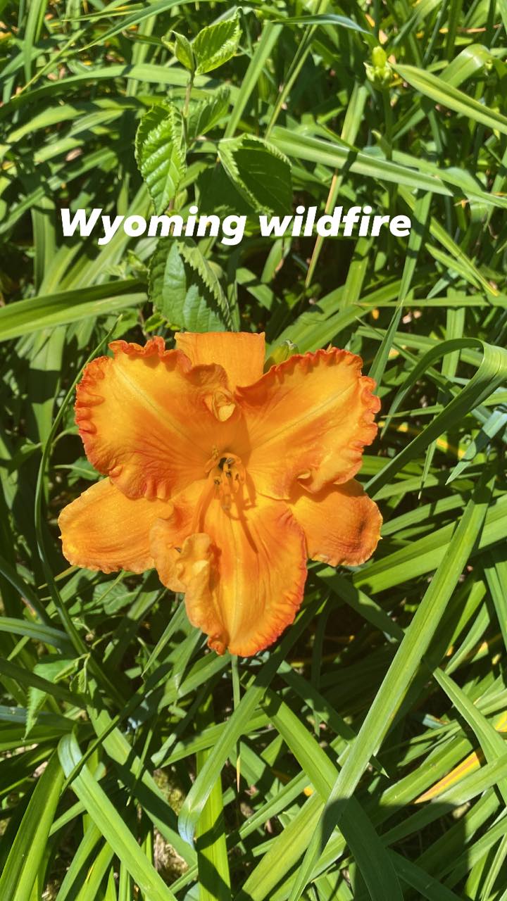 Wyoming Wildfire Daylily Perennial Plant