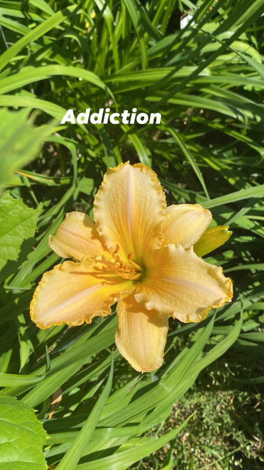 Addiction Daylily Perennial Plant