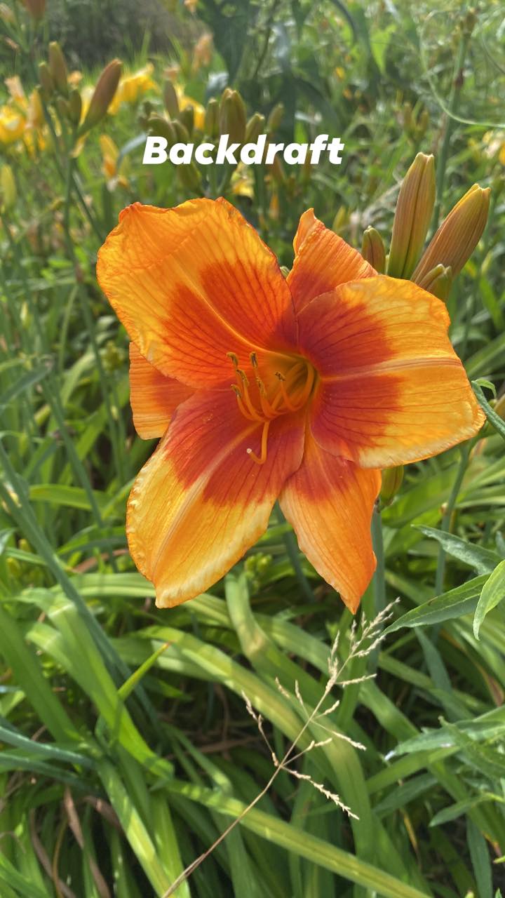 Backdraft Perennial Daylily Plant