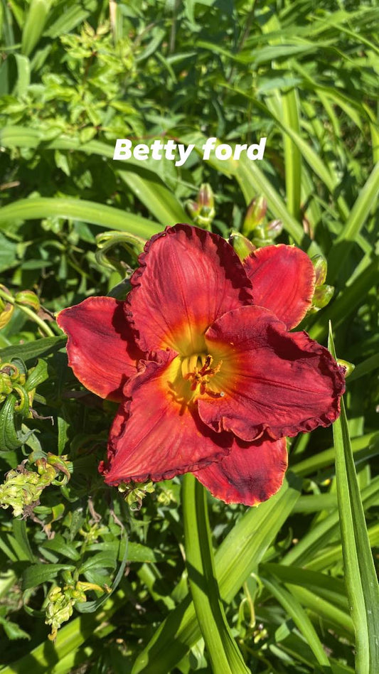 Betty Ford Perennial Daylily Plant