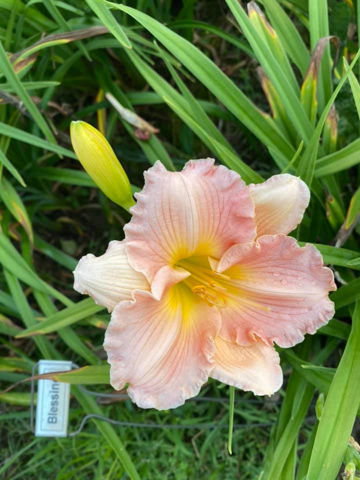 Blessing Daylily Perennial Plant