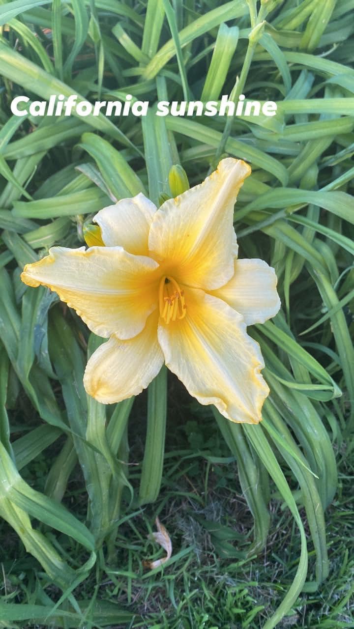 California Sunrise Perennial Daylily