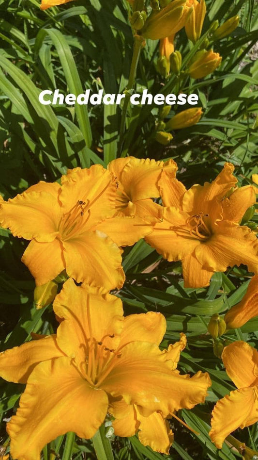 Cheddar Cheese Daylily