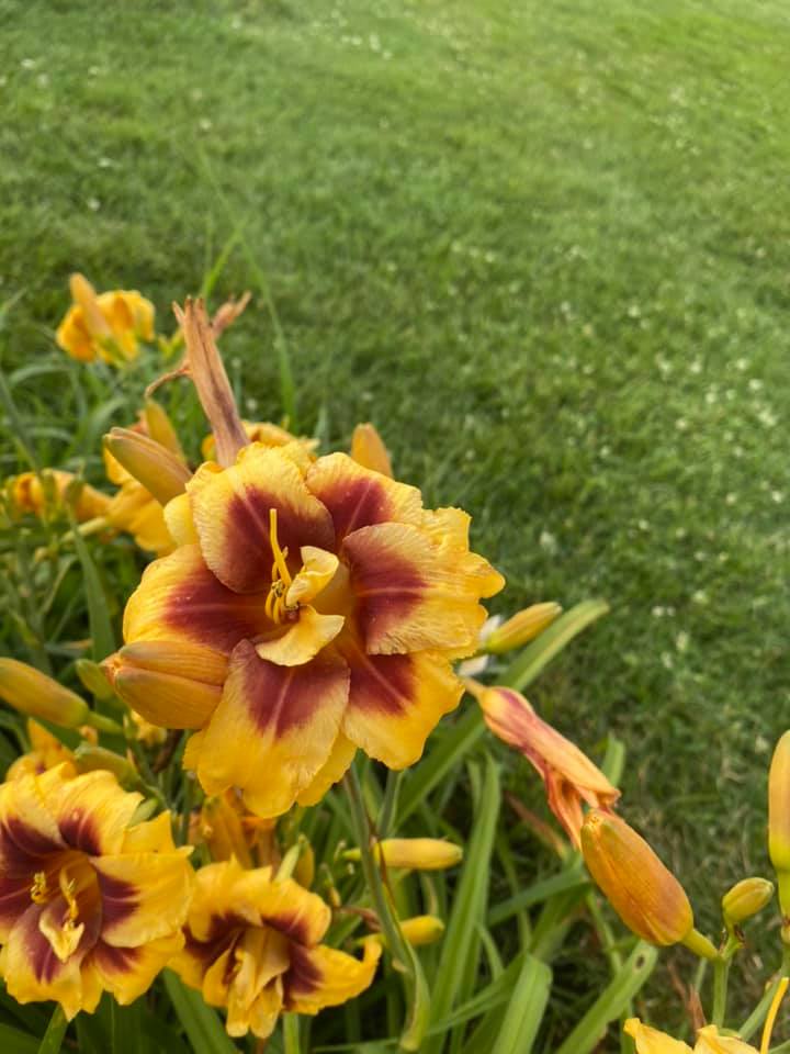 Dashing Double Daylily Perennial Plant