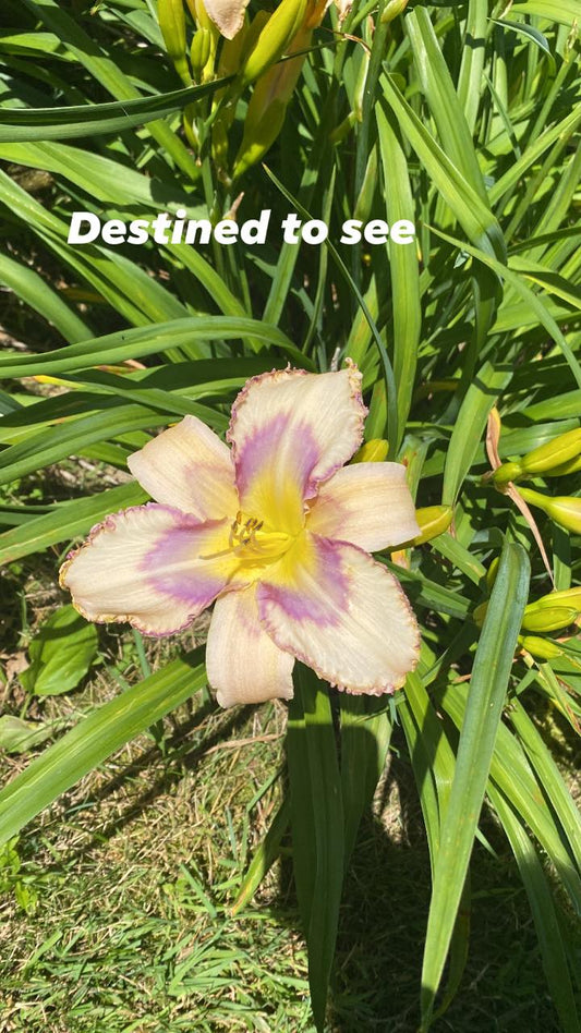 Destined to See daylily perennial plant