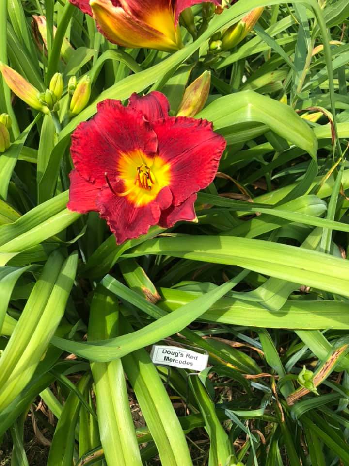 Doug's Red Mercedes Daylily Perennial Plant