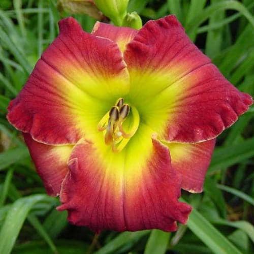 Dragon King Perennial Daylily