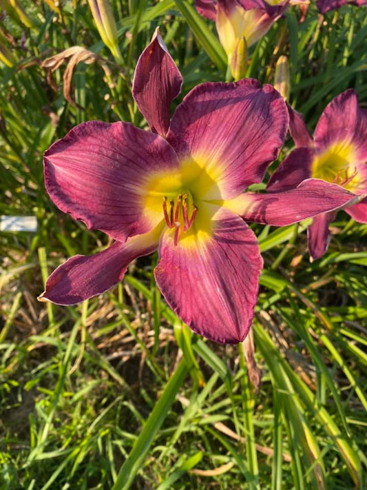 Francis of Assisi Daylily Perennial Plant