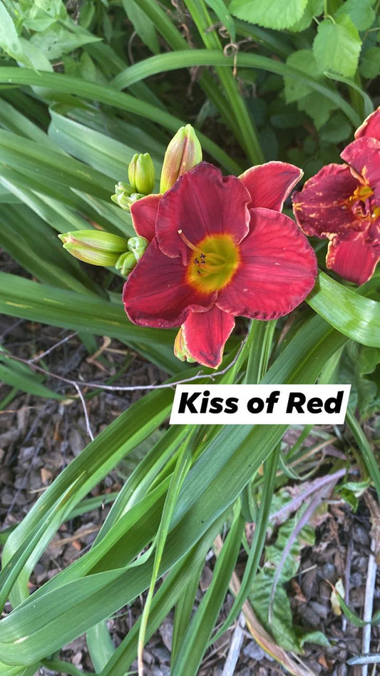 Kiss of Red Perennial Daylily Plant