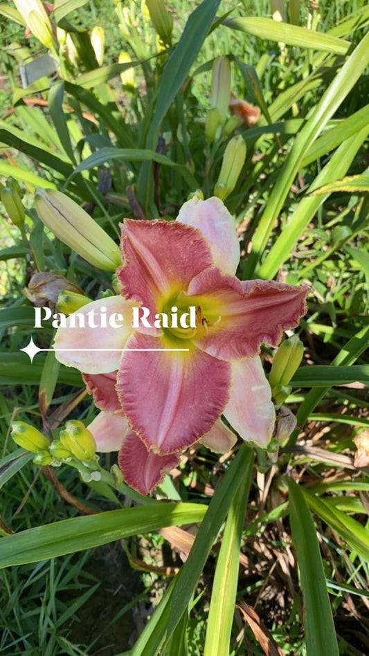 Pantie Raid Daylily Perennial Plant