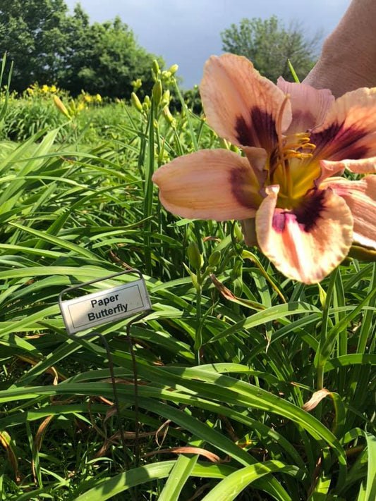 Paper Butterfly Daylily Perennial Plant