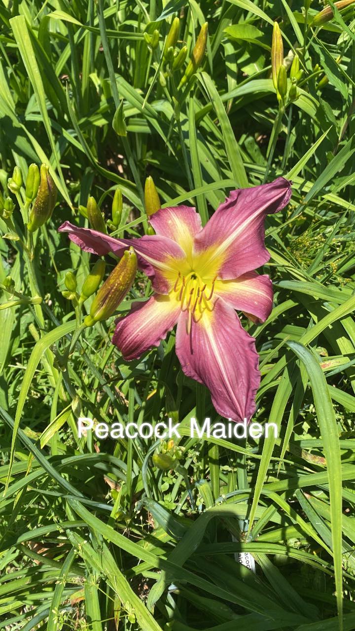 Peacock Maiden Daylily Perennial Plant