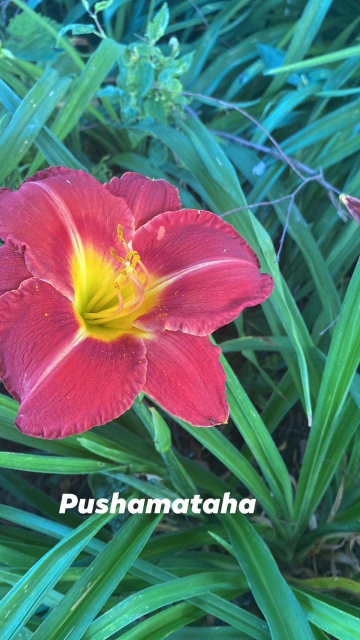 Pushamataha Daylily Perennial Plant