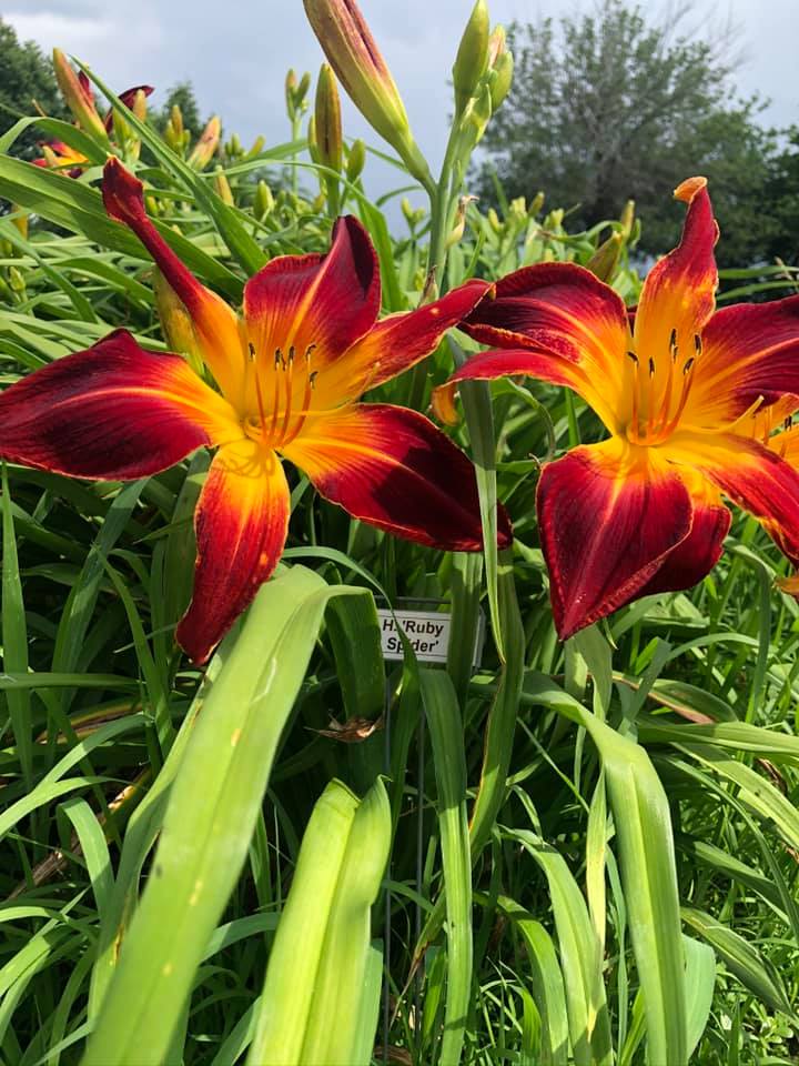 Ruby Spider Daylily Perennial Plant