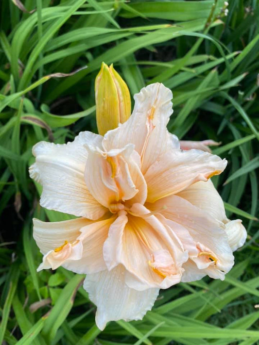 Scatterbrain Daylily Perennial Plant