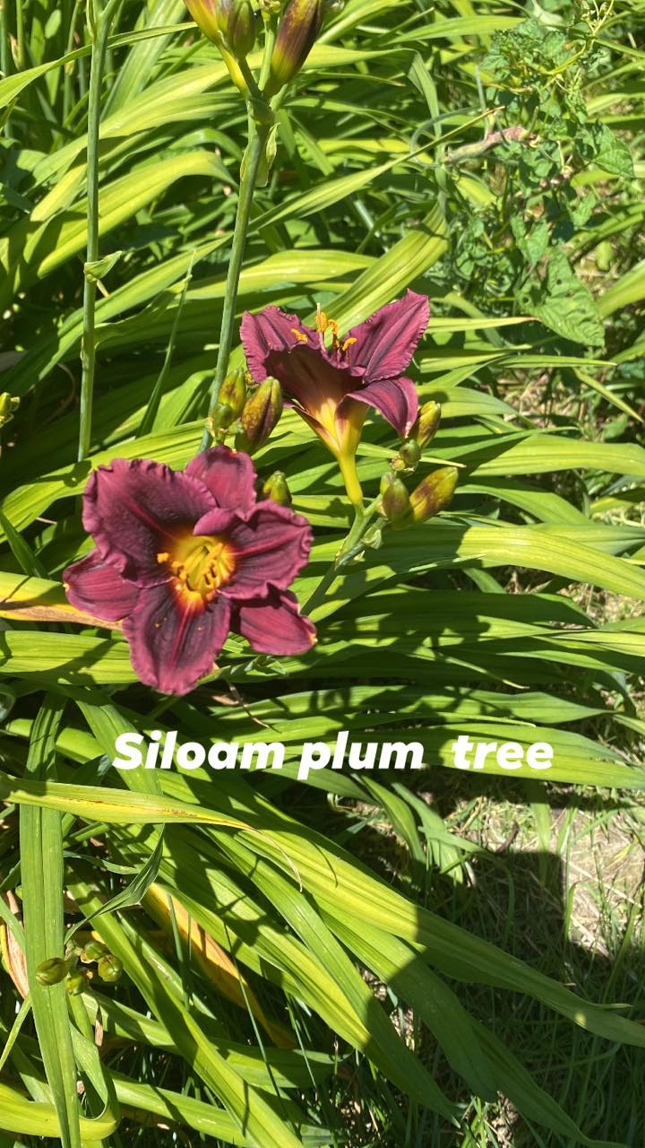 Siloam Plum Tree