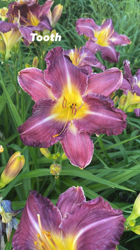 Tooth Daylily Perennial Plant