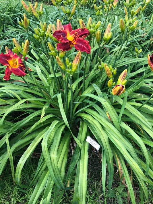 Twist and Shout Daylily Perennial Plant